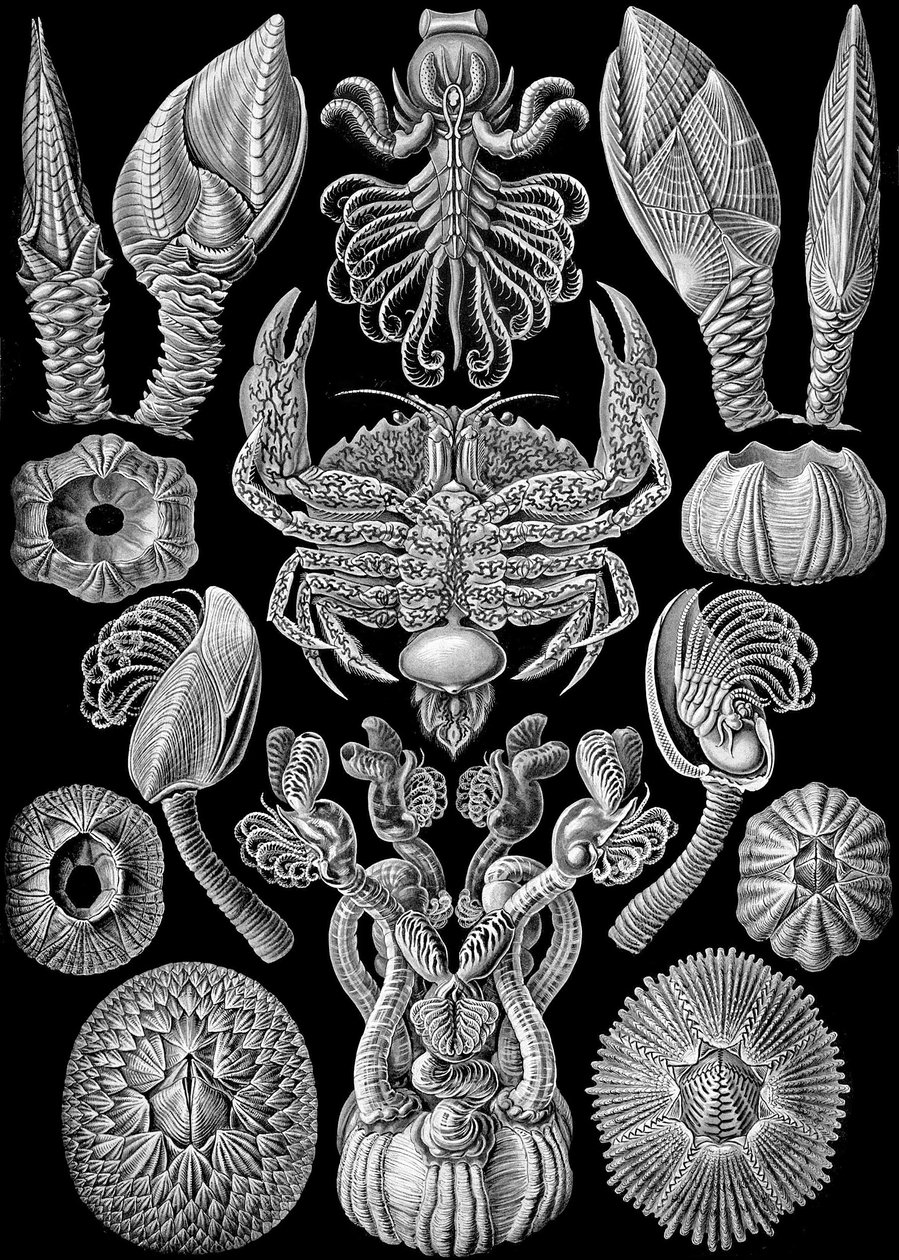 Illustration de Cirripedia de "Kunstformen der Natur" 1904 - Ernst (after) Haeckel