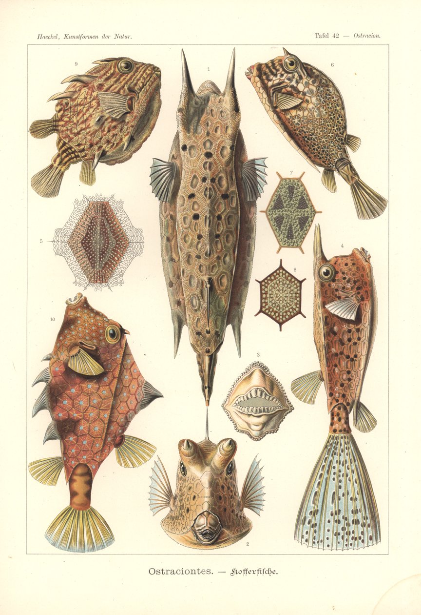 Ostracion - téléostéens, Pl.42 de 