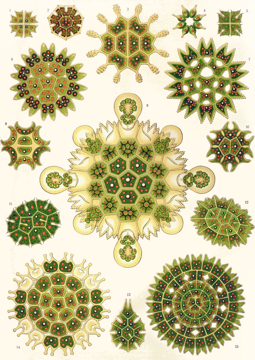 Variétés de Pediastrum de 