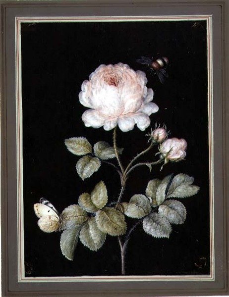 Rose avec bourdon et papillon - Ernst Friedrich Carl Lang