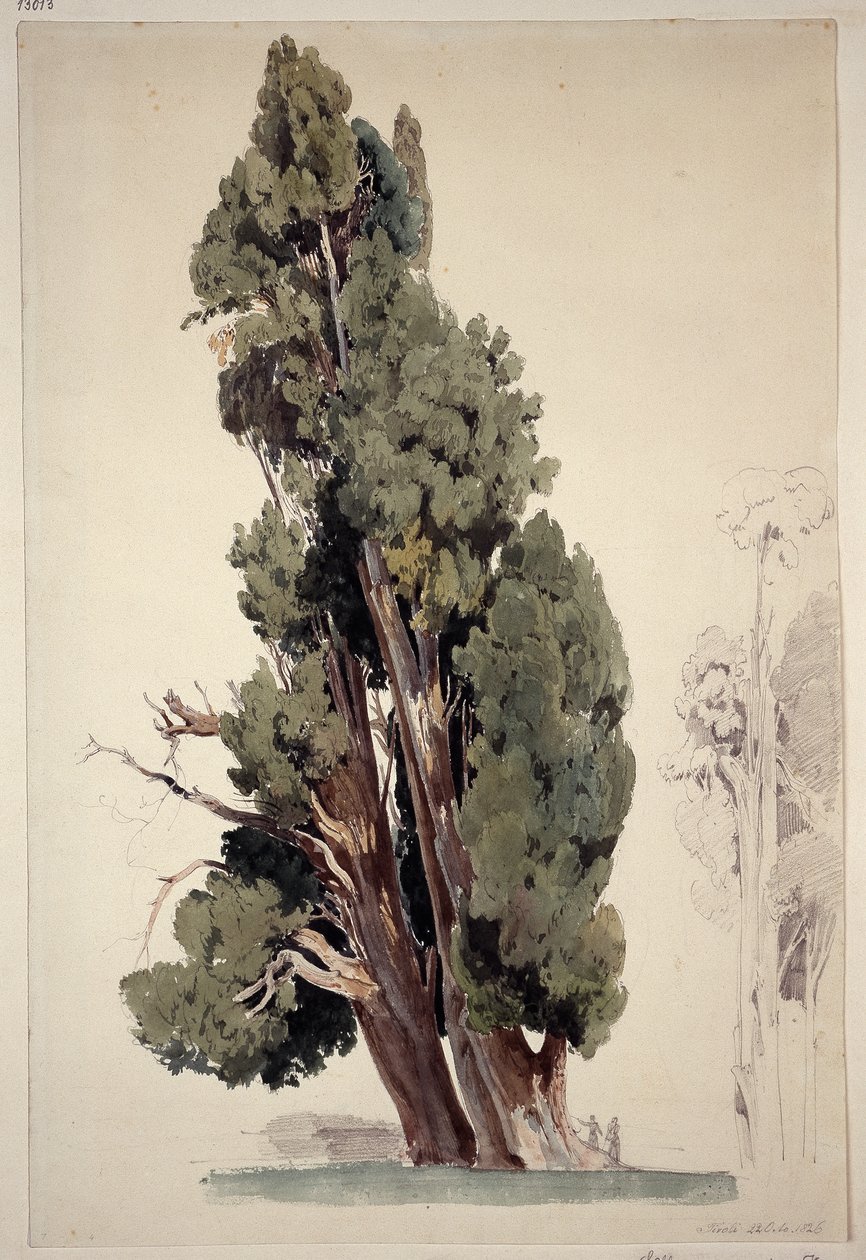 Cyprès dans le parc de la villa d