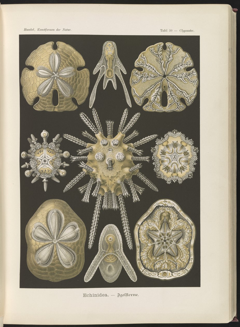 Echinidea : oursins et dollars des sables - Ernst Haeckel