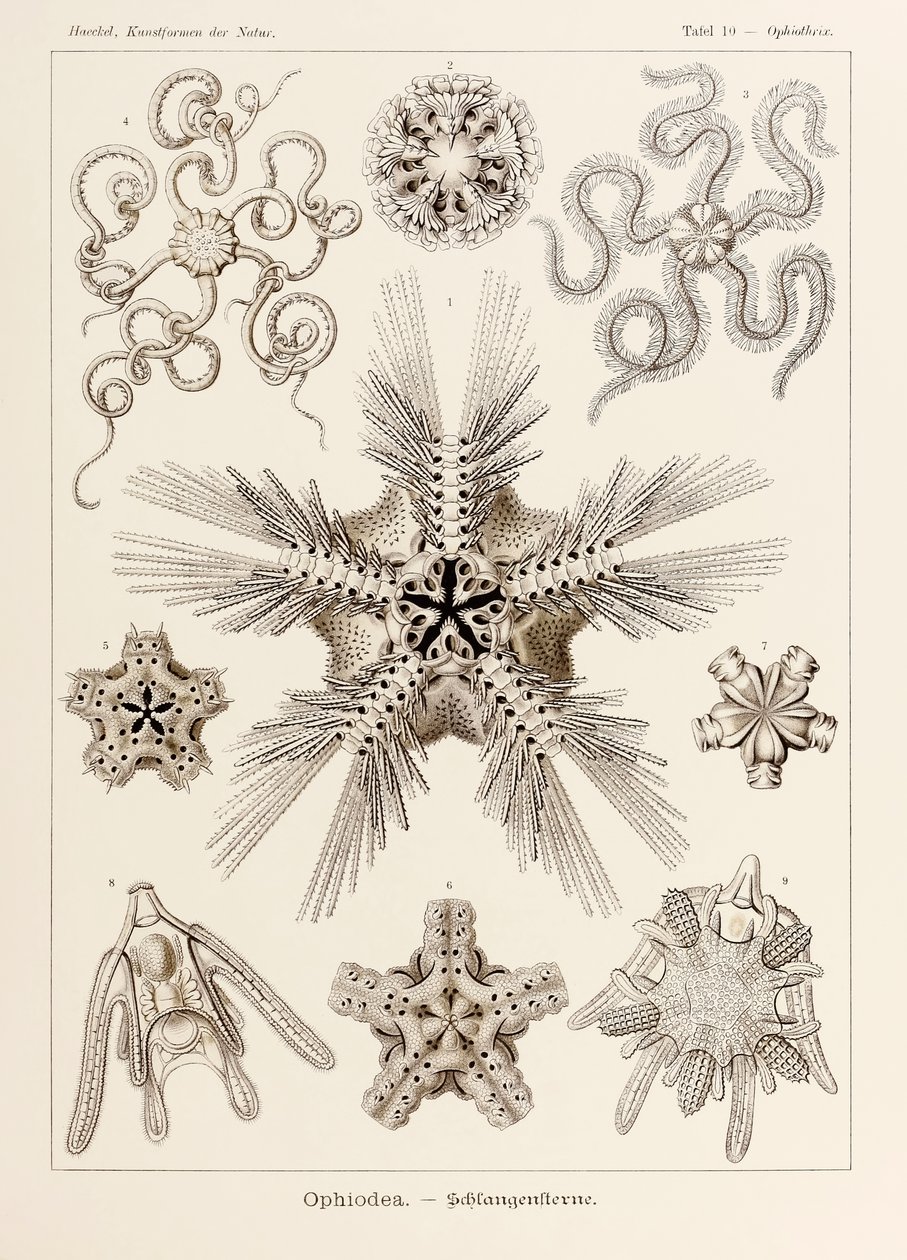 Planche 10 Ophiothrix Ophiodea de 