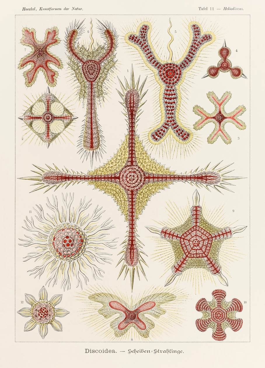 Planche 11 Heliodiscus Discoidea de 