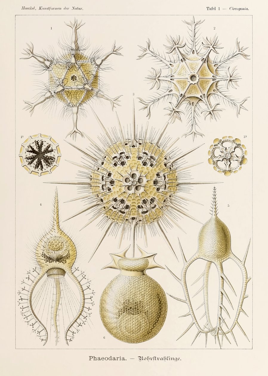 Planche 1 Circogonia Phaeodaria de 