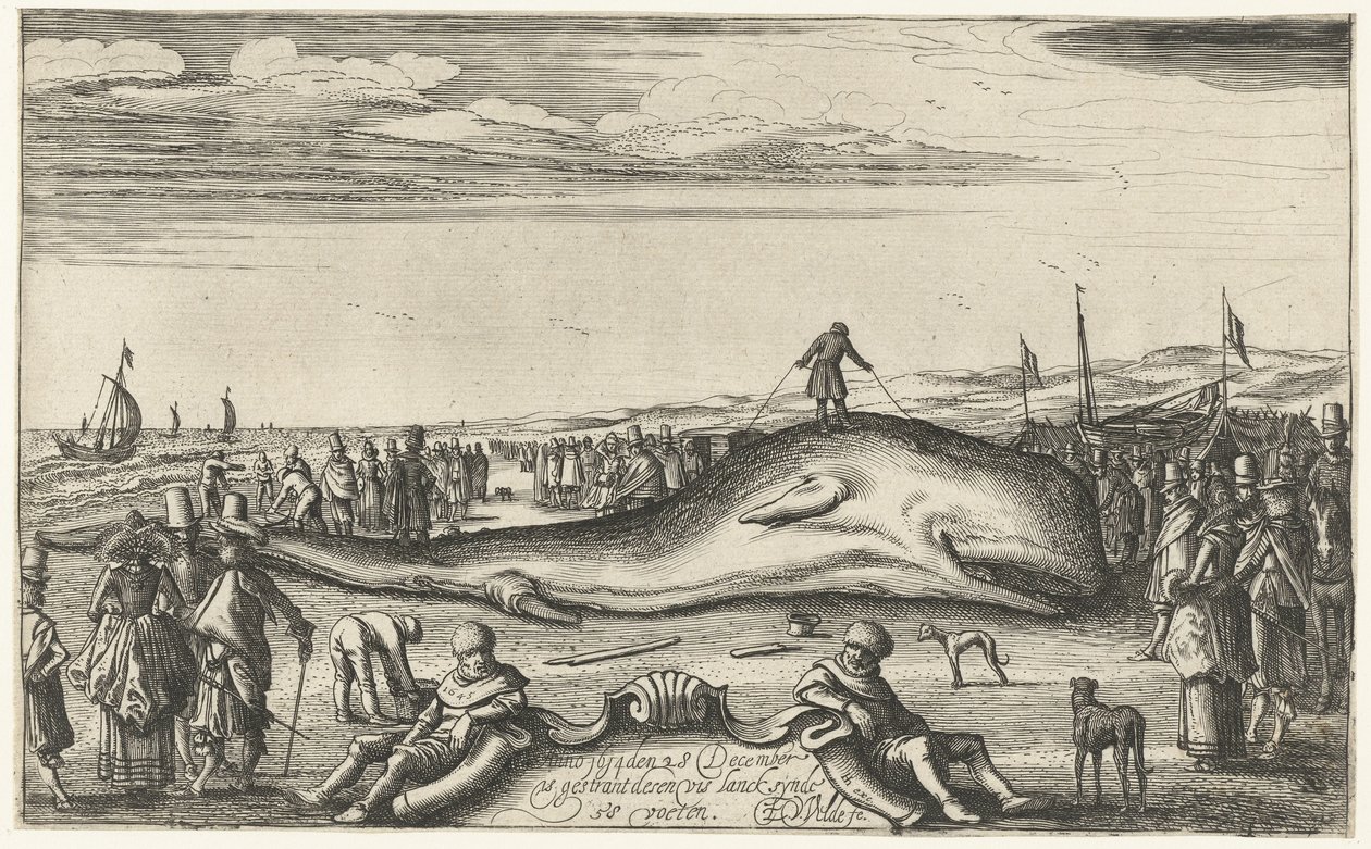 Cachalot échoué sur la plage de Noordwijk, 1614 - Esaias van de Velde