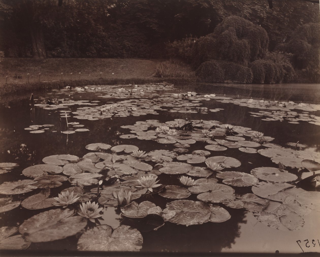 Nympheas (Bagatelle),1925 (photo) - Eugène Atget