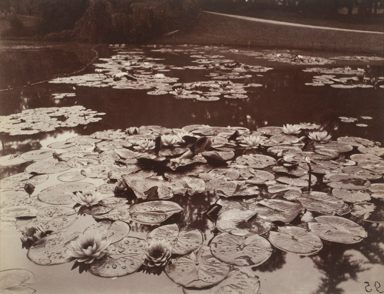 Nymphéas - Eugène Atget