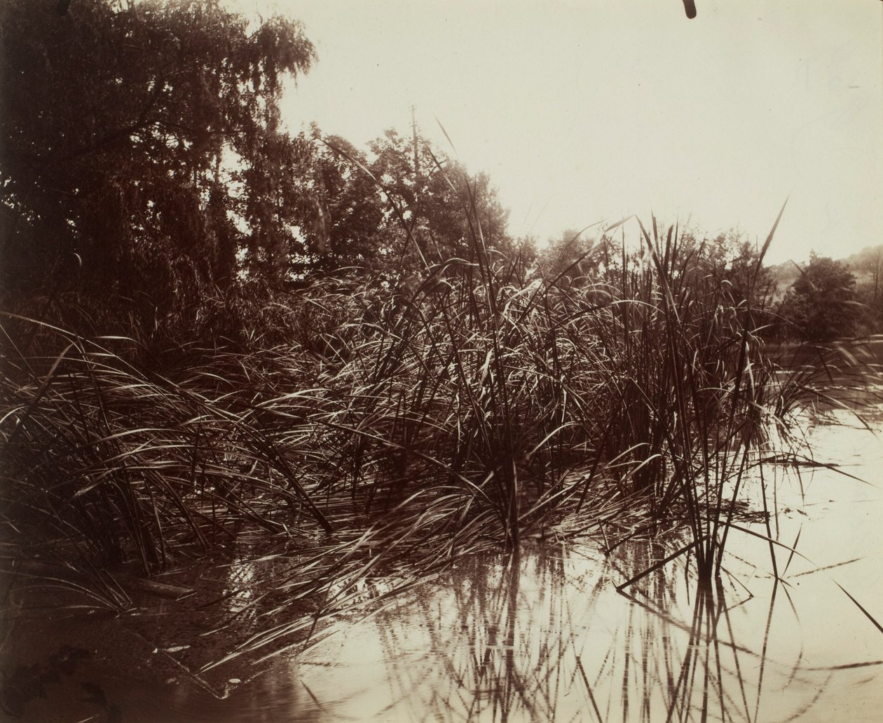 Roseaux, Étang du Plessis-Piquet - Eugène Atget