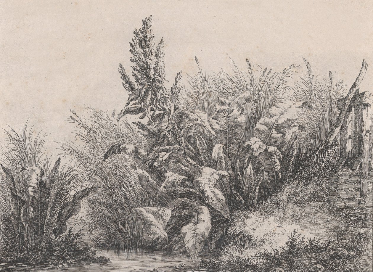 Grande plante de bardane, 1840 - Eugene Bléry