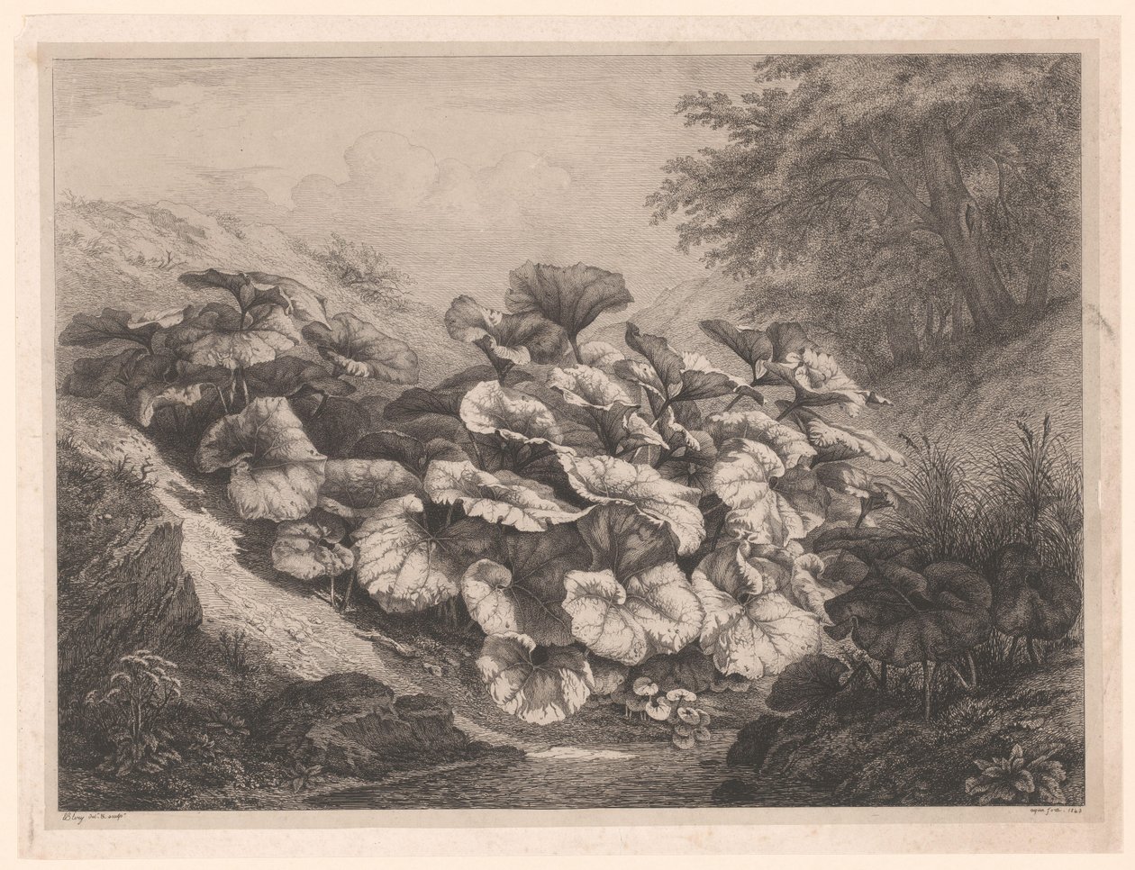 Grand tussilage - Eugene Bléry