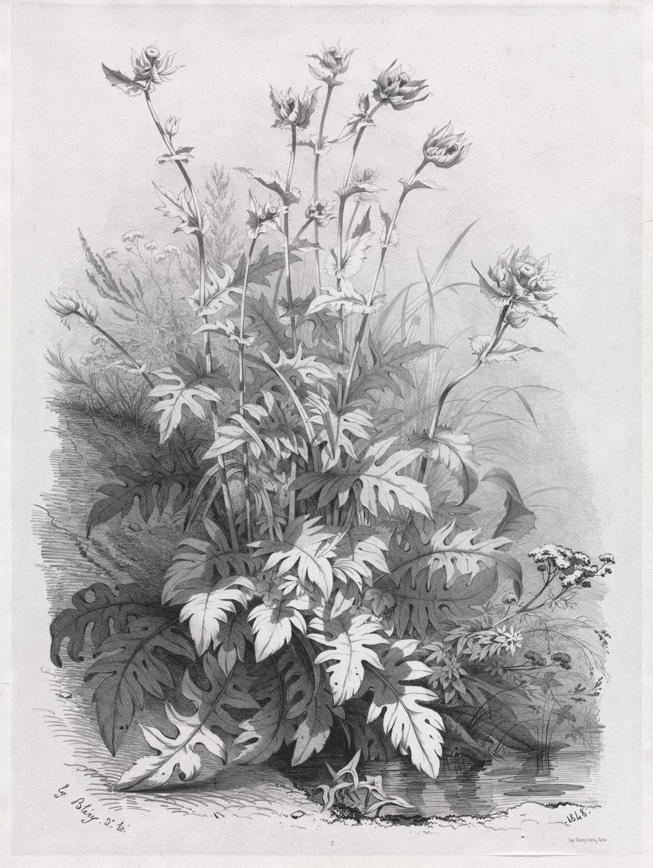 Groupes de diverses plantes dessinées d