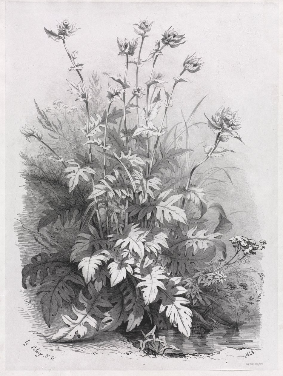 Groupes de diverses plantes dessinées d