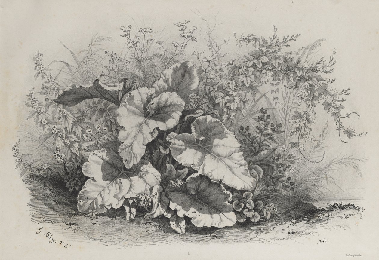 Étude de plantes du groupe de diverses plantes dessinées et lithographiées d
