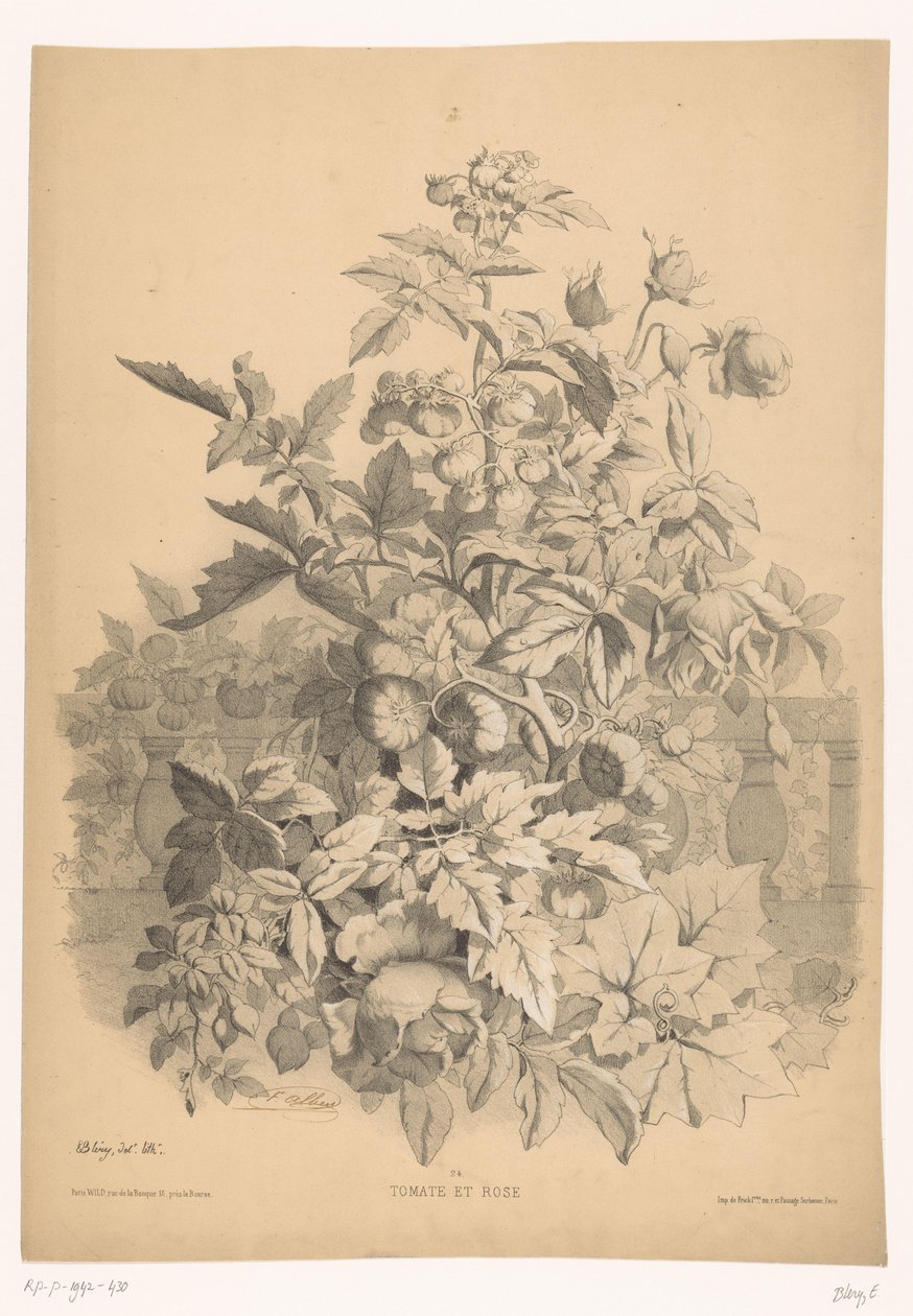 Tomate et rose - Eugene Bléry