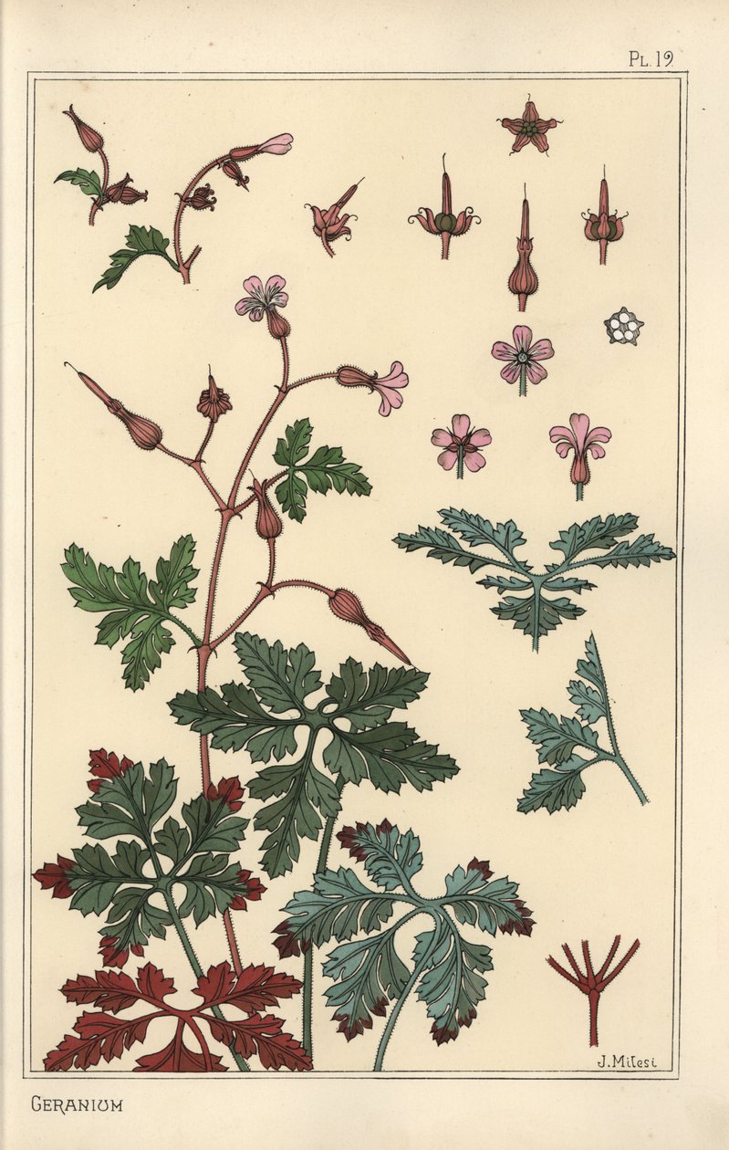 Illustration botanique d