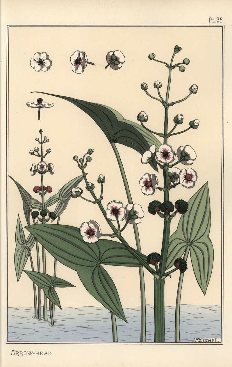 Illustration botanique de la sagittaire, Sagittaria sagittifolia - Eugene Grasset
