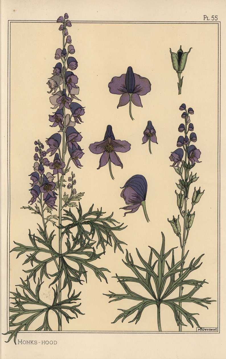 Étude botanique de l