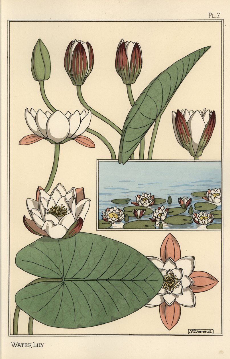 Le nénuphar, Nelumbo lutea, et parties de la fleur - Eugene Grasset