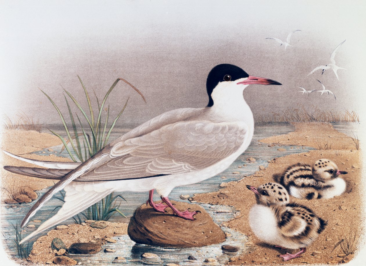 Sterne pierregarin (Sterna hirundo), gravure par Oscar Dressler, de l
