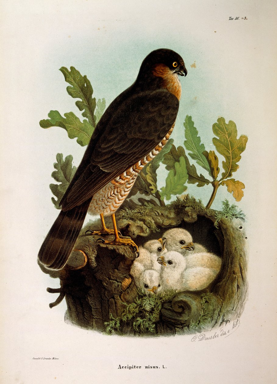 Illustration de l