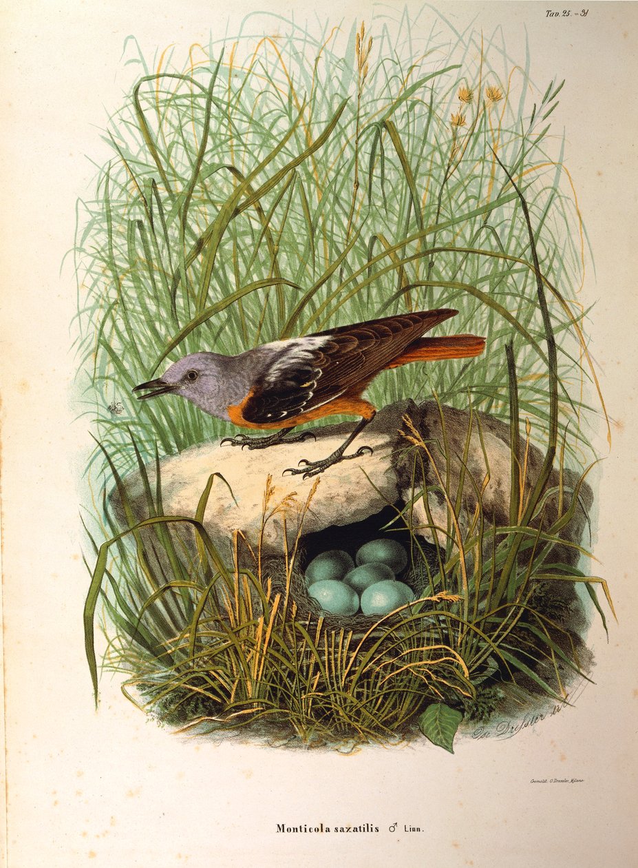 Illustration de "Histoire naturelle des oiseaux qui nichent en Lombardie" d