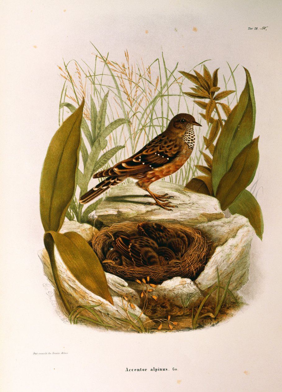 Illustration de l