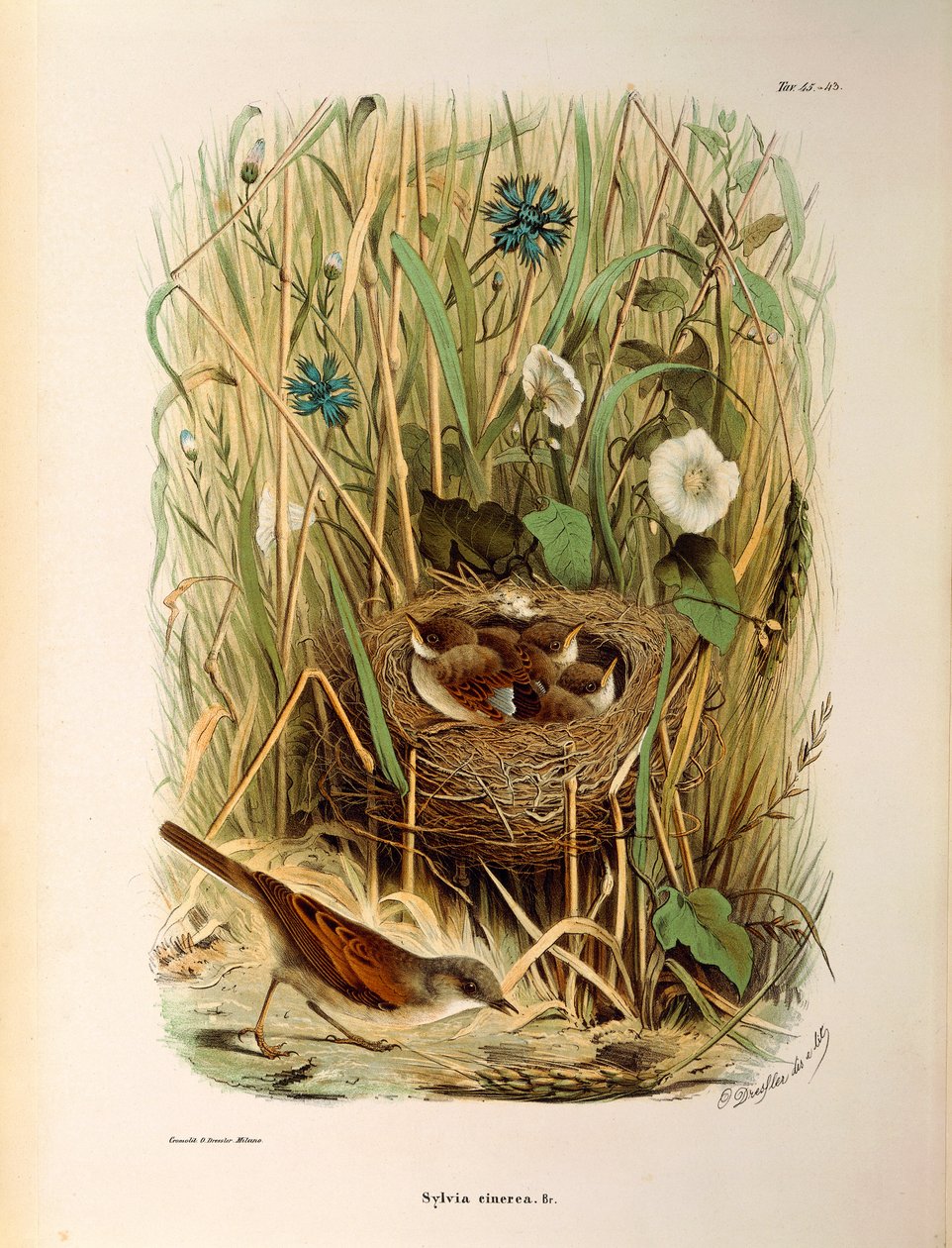 Illustration de "Histoire naturelle des oiseaux qui nichent en Lombardie" d