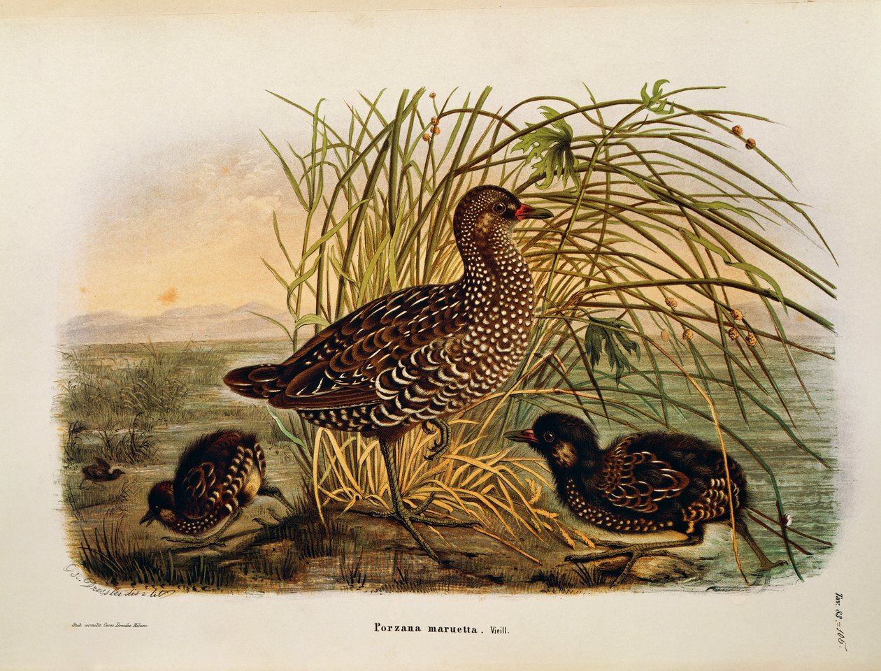 Illustration de "Histoire naturelle des oiseaux qui nichent en Lombardie" d