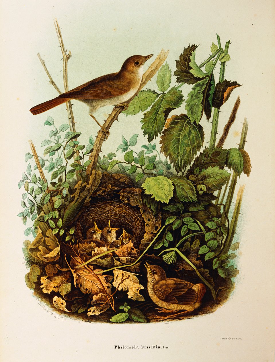 Illustration de "Histoire naturelle des oiseaux qui nichent en Lombardie" d