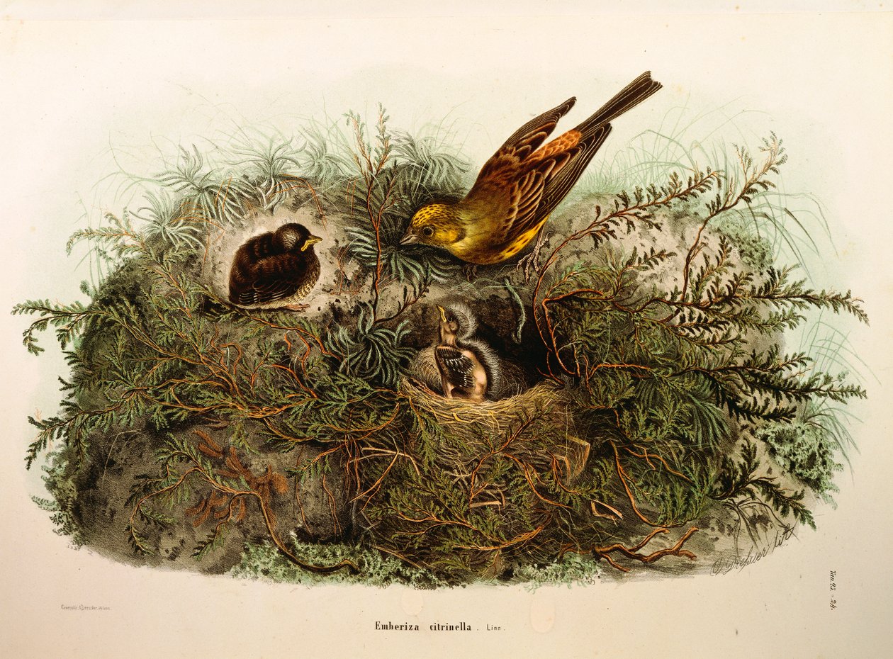 Illustration de "Histoire naturelle des oiseaux qui nichent en Lombardie" d