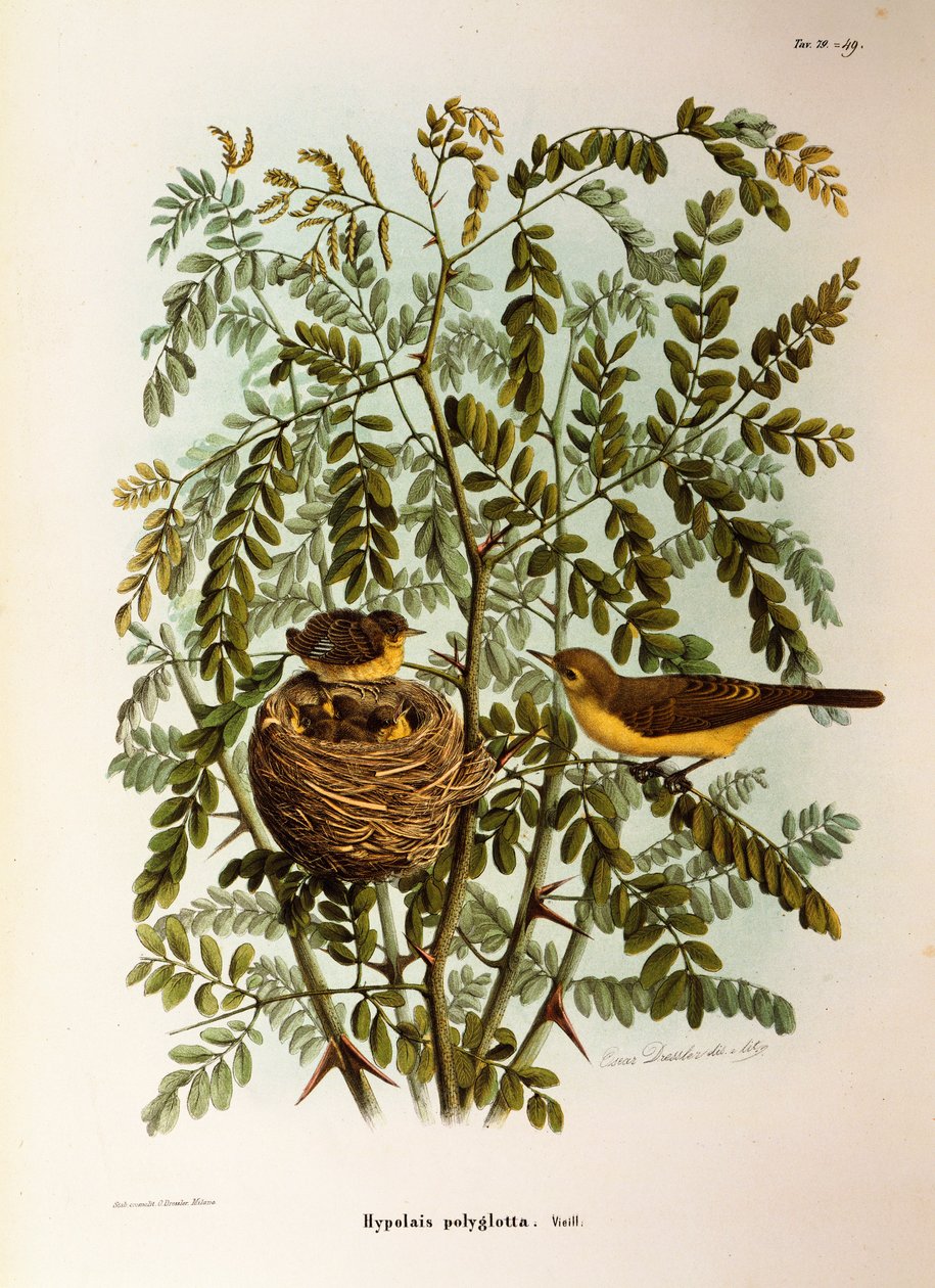 Illustration de "Histoire naturelle des oiseaux qui nichent en Lombardie" d