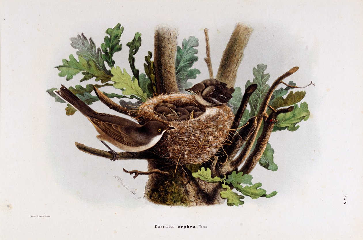 Représentation de la Fauvette Orphée (Chromolithographie) - Eugenio and Dressler Oscar  Bettoni