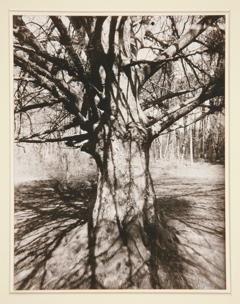 Hêtre - Eugène Atget