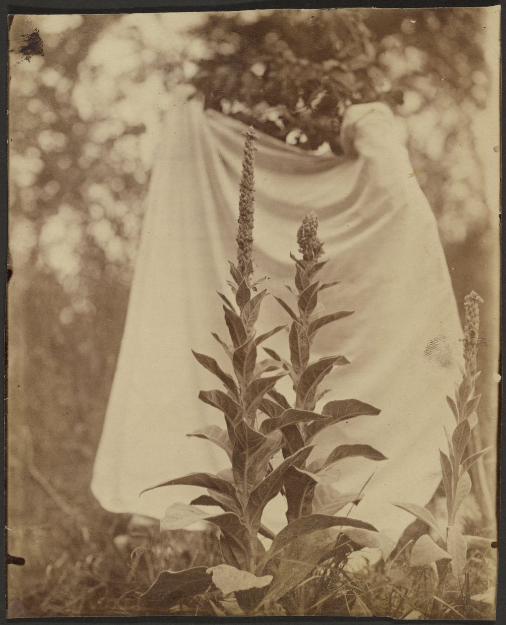 Bouillon Blanc (Mullein Plant) - Eugène Atget