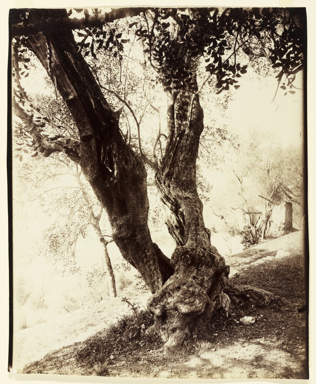 Olivier, Nice - Eugène Atget