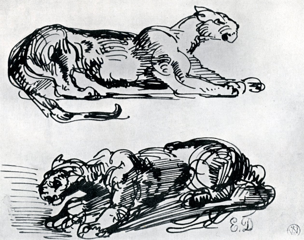 Études de panthères - Ferdinand Victor Eugene Delacroix