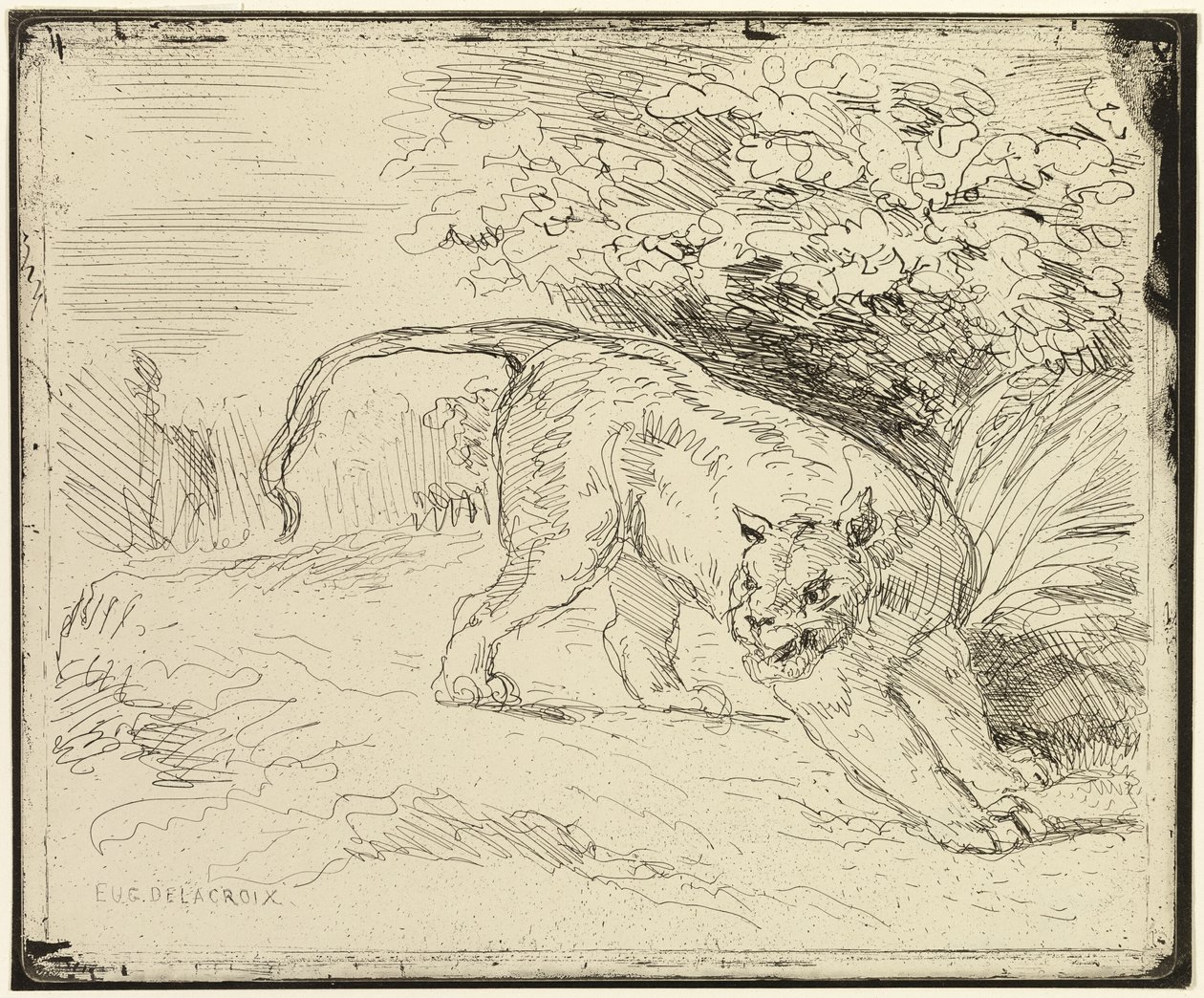 Le tigre prêt pour le printemps - Eugène Delacroix