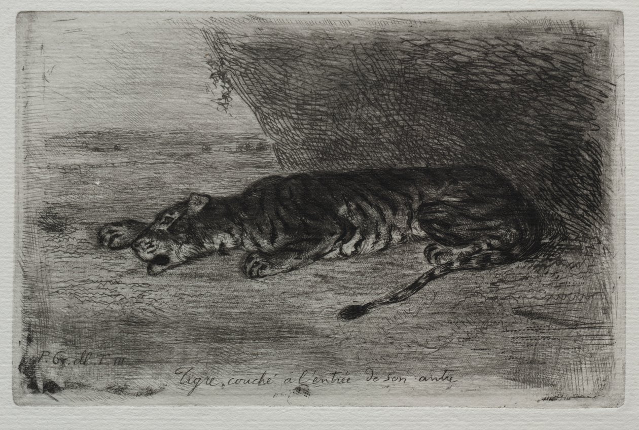 Tigre dormant à l