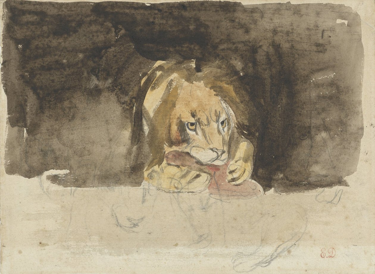 Lion carnivore, vu de face, se détachant sur un fond sombre - Eugène Delacroix