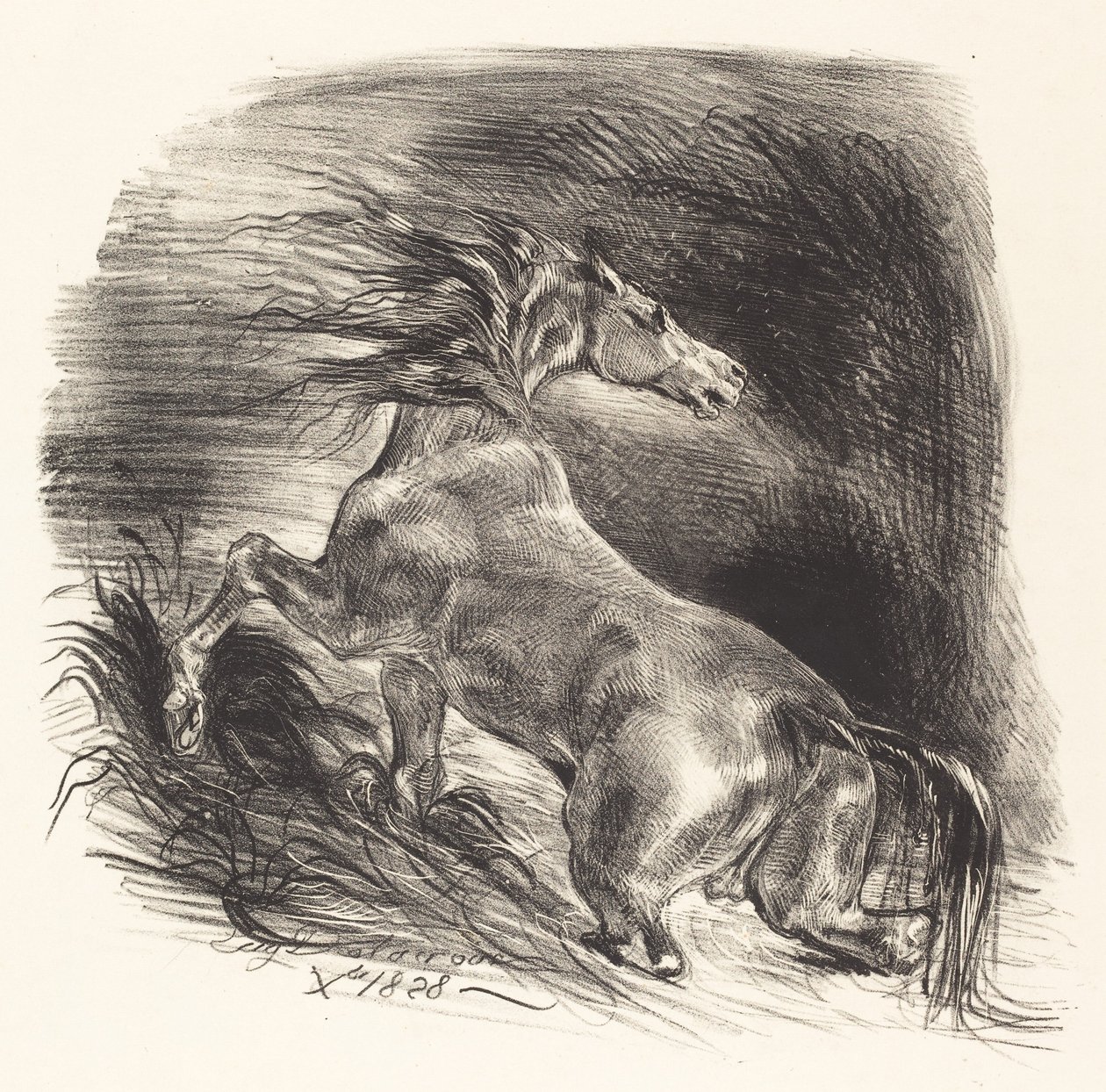 Cheval sauvage sortant de l
