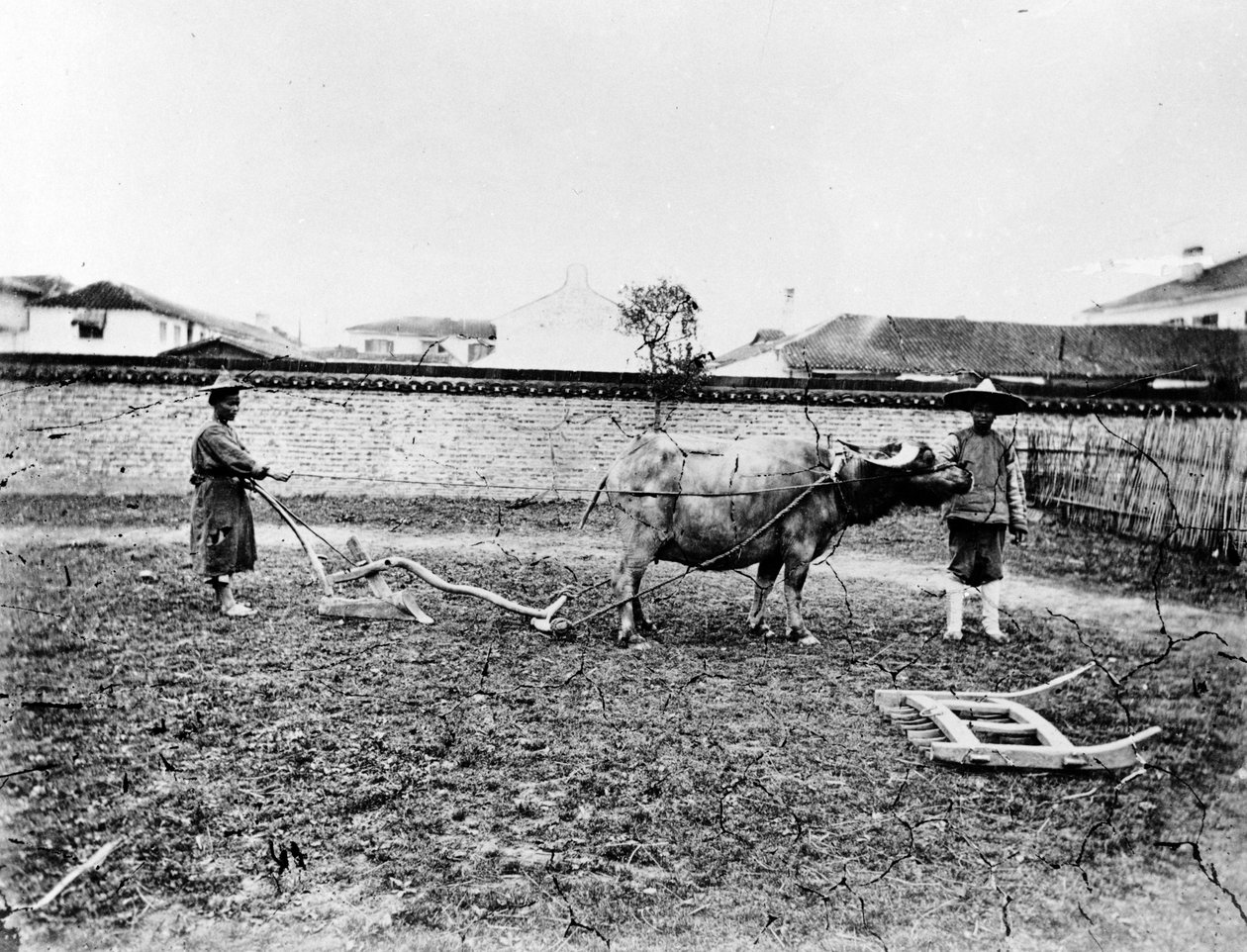 Paysans chinois utilisant des bœufs pour labourer leur champ, vers 1865 - European Photographer