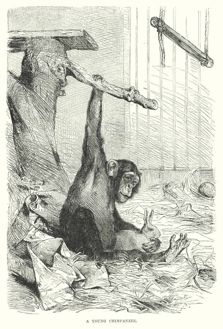 Un jeune chimpanzé (gravure) - European School