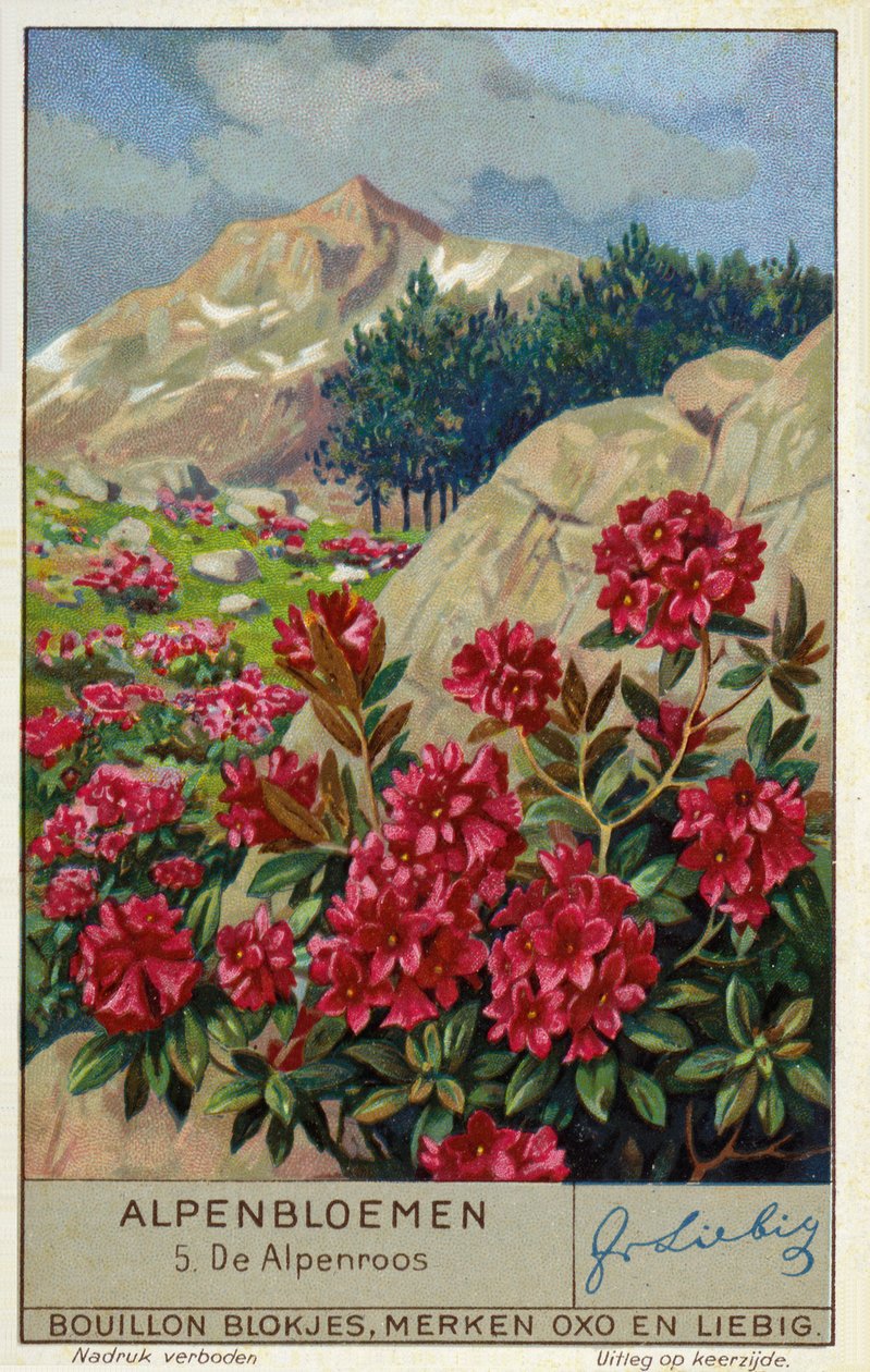 Alpenrose (Rhododendron ferrugineum) (chromolitho) - European School