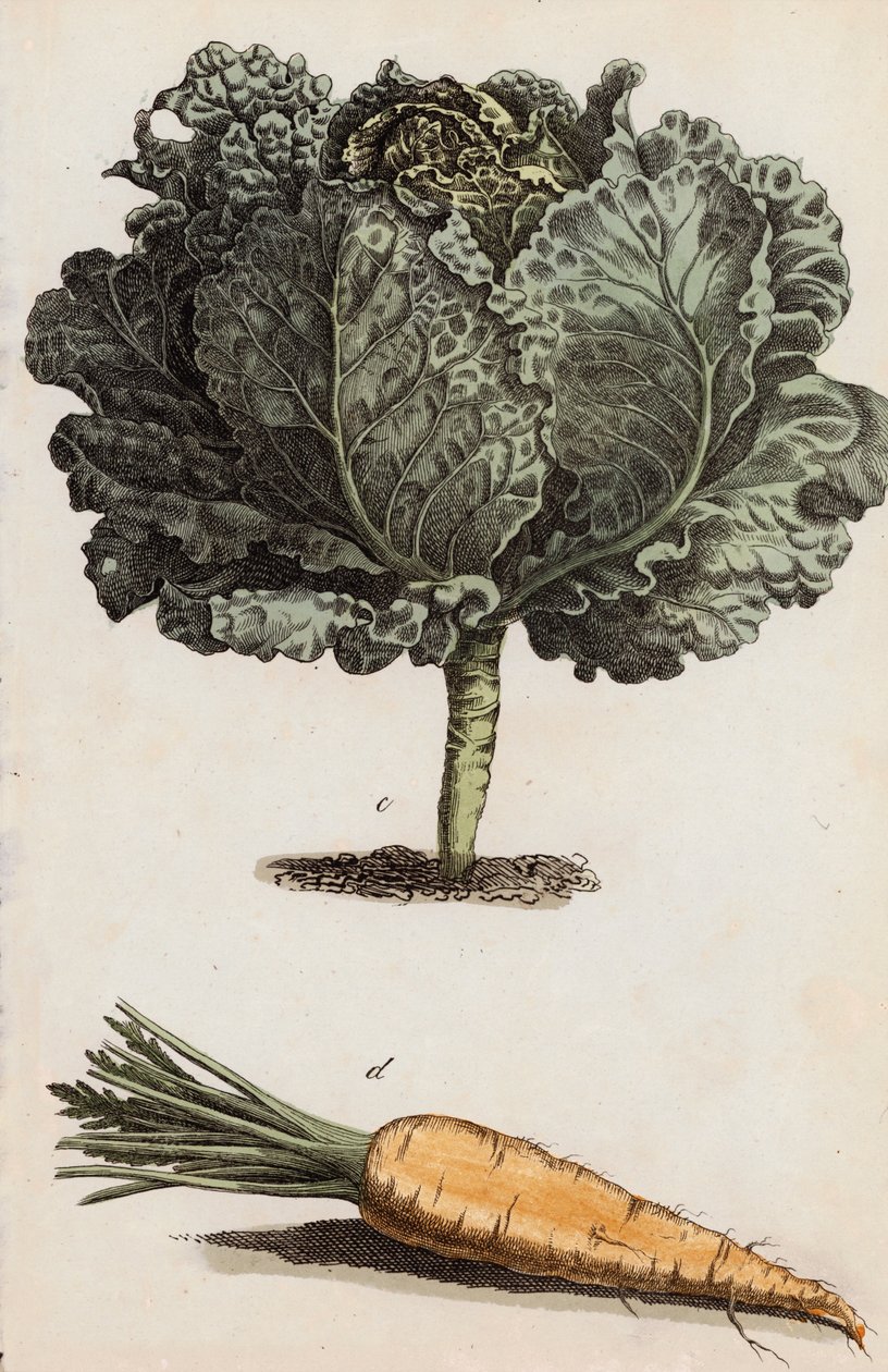 Chou et carotte (lithographie couleur) - European School