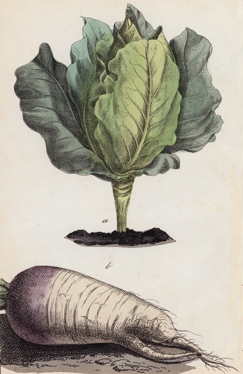Chou et légume-racine (lithographie couleur) - European School