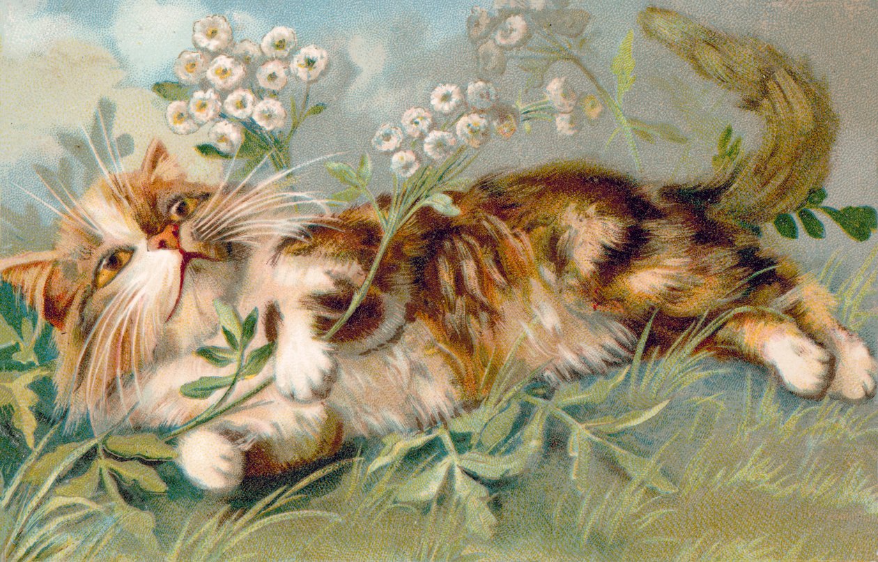 Carte postale de chat (lithographie couleur) - European School