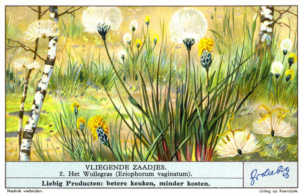 Linaigrette (Eriophorum vaginatum) (chromolitho) - European School