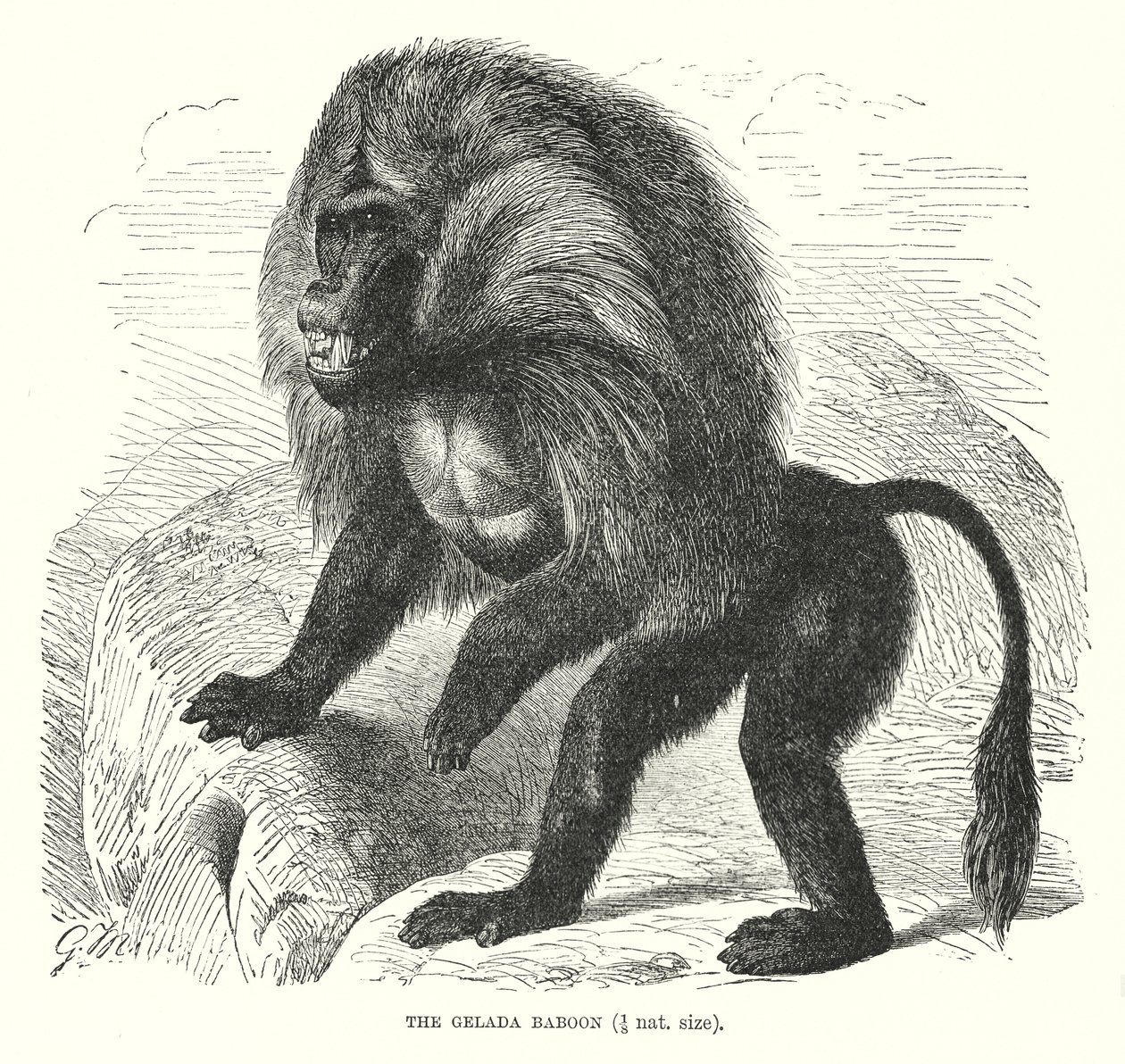 Babouin Gelada (gravure) - European School