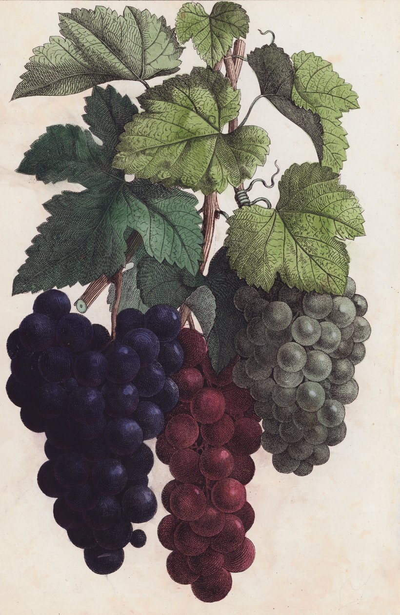 Grapes (colour litho) - European School